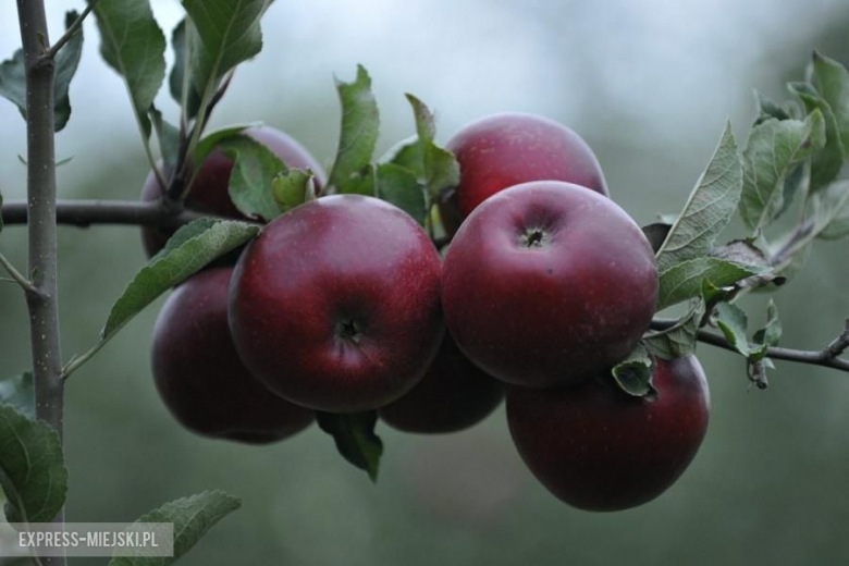 Rajd Nadwiślański 2016