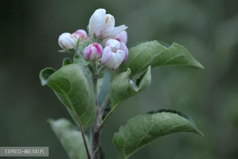 Rajd Nadwiślański 2016
