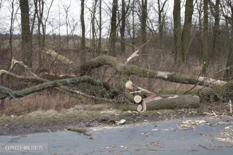 Powalone drzewo koło Karczyc
