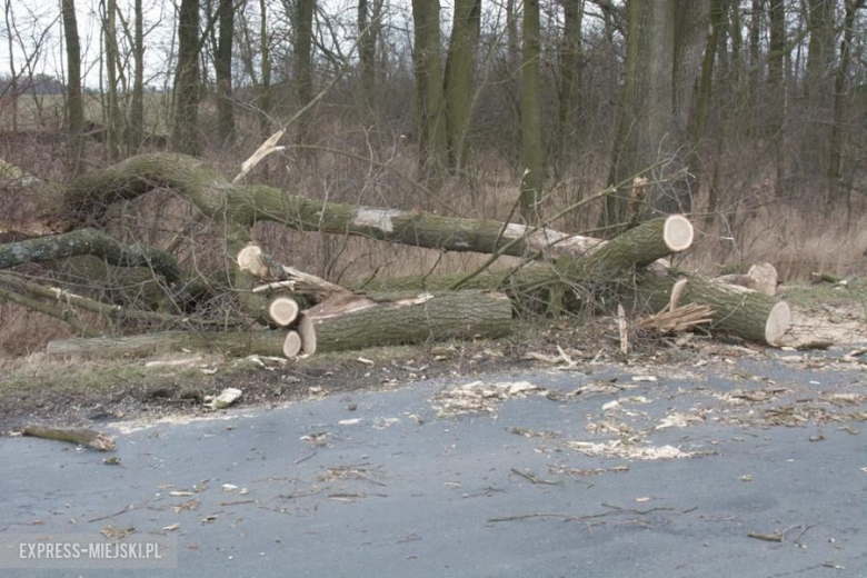 Powalone drzewo koło Karczyc