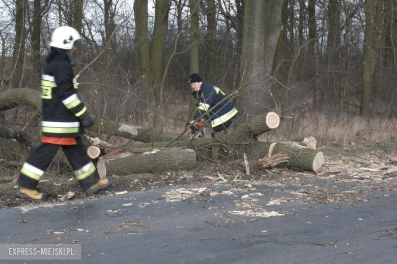 Powalone drzewo koło Karczyc