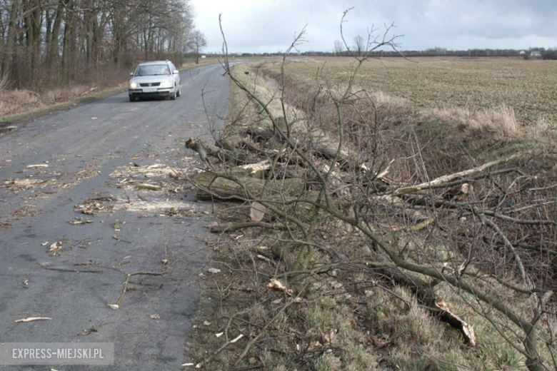 Powalone drzewo koło Karczyc
