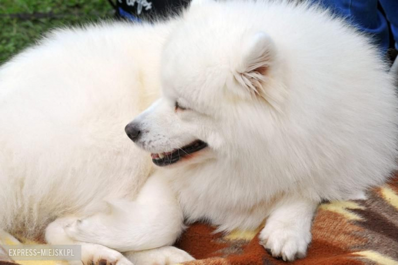 XXV Międzynarodowa Wystawa Psów Rasowych