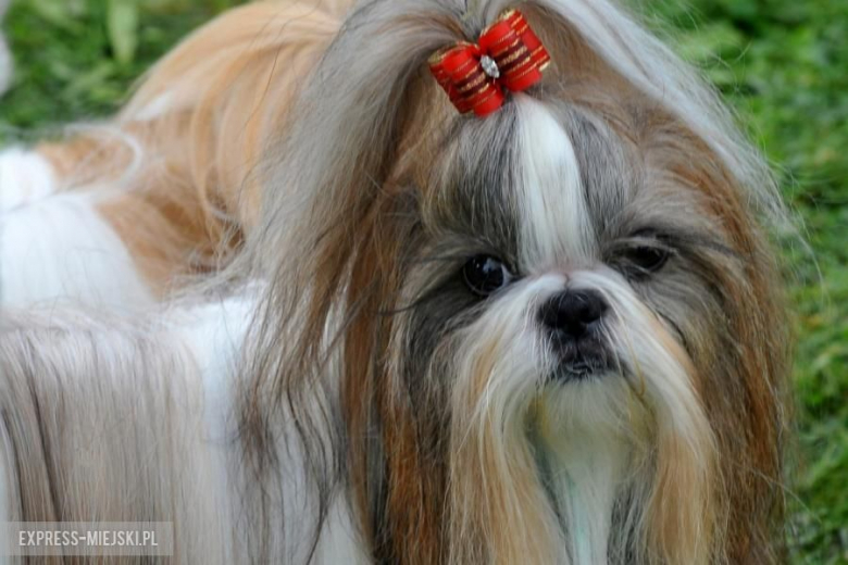 XXV Międzynarodowa Wystawa Psów Rasowych