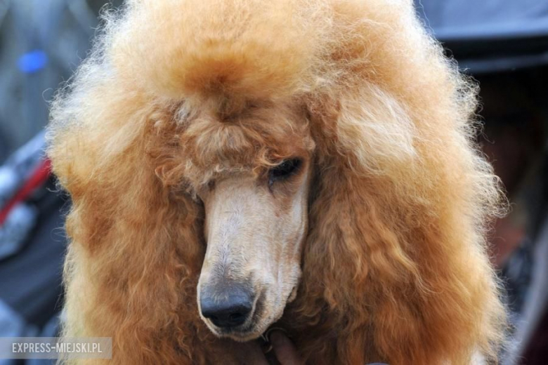 XXV Międzynarodowa Wystawa Psów Rasowych