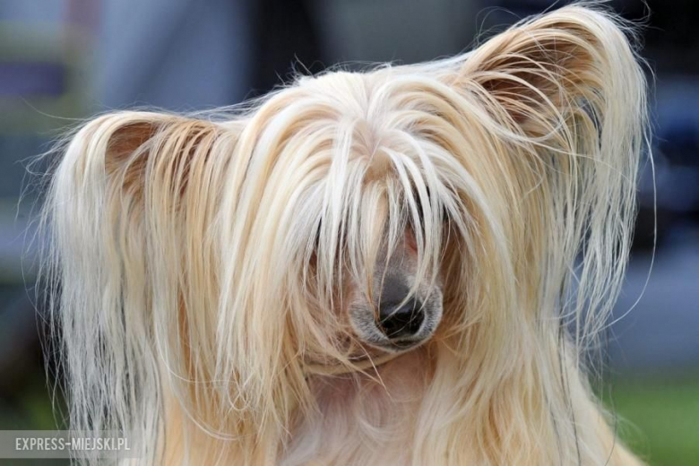 XXV Międzynarodowa Wystawa Psów Rasowych