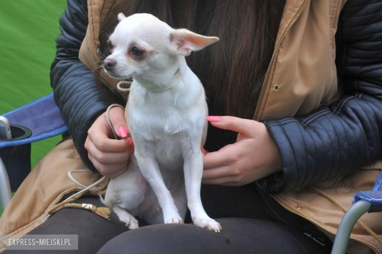 XXV Międzynarodowa Wystawa Psów Rasowych