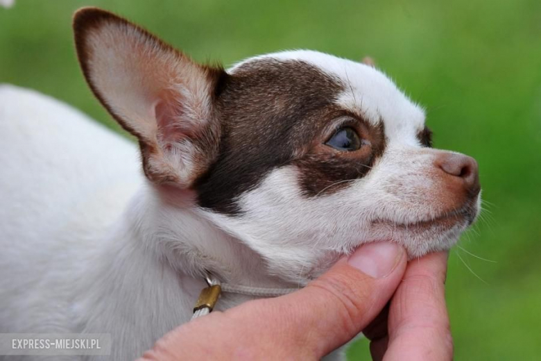 XXV Międzynarodowa Wystawa Psów Rasowych