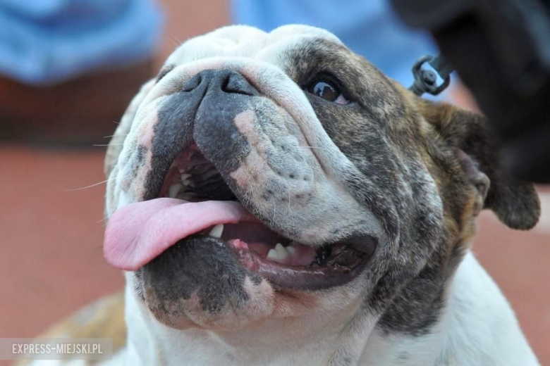 XXV Międzynarodowa Wystawa Psów Rasowych