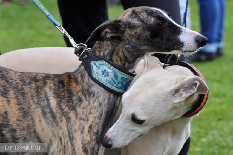 XXV Międzynarodowa Wystawa Psów Rasowych