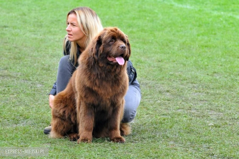 XXV Międzynarodowa Wystawa Psów Rasowych