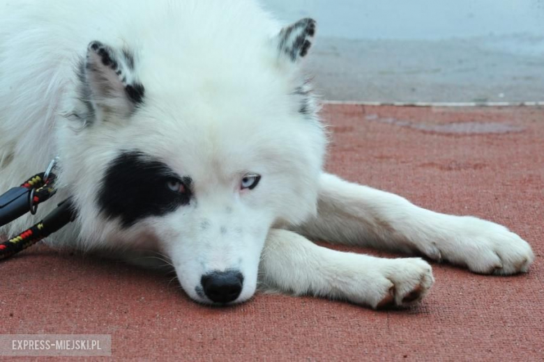 XXV Międzynarodowa Wystawa Psów Rasowych