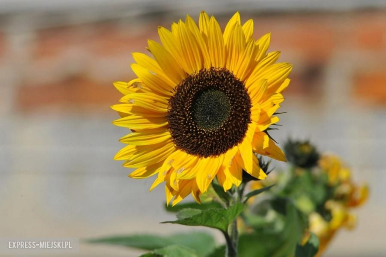 Rajd Nadwiślański 2017