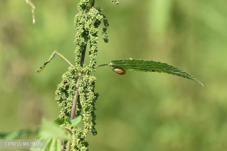 Rajd Rzeszowski 2018