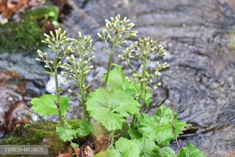 47. Rajd Świdnicki-Krause