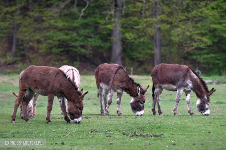 47. Rajd Świdnicki-Krause