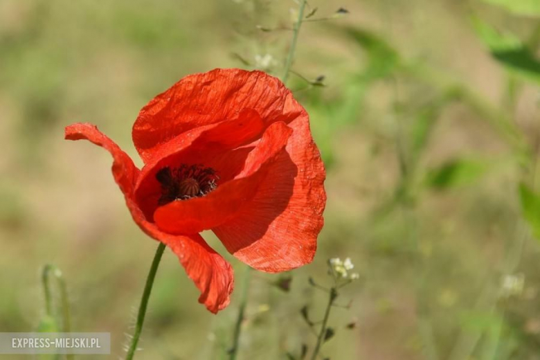 Rajd Nadwiślański 2019