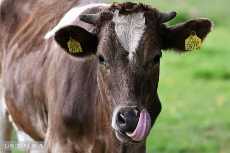 Marczyk i Gospodarczyk mistrzami Polski