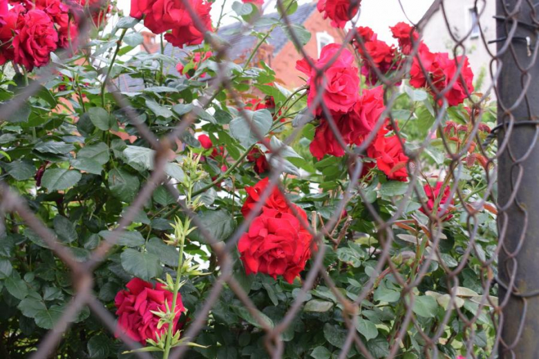 Mieczków w obiektywie - zwycięzca konkursu "Najpiękniejsza wieś w Gminie Kostomłoty"- miejsce I