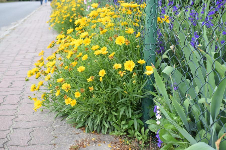 Wichrów w obiektywie - zwycięzca konkursu "Najpiękniejsza wieś w Gminie Kostomłoty"- miejsce I