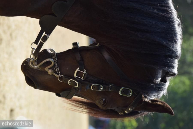 Turniej rycerski w Wojnowicach