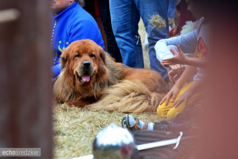 Turniej rycerski w Wojnowicach