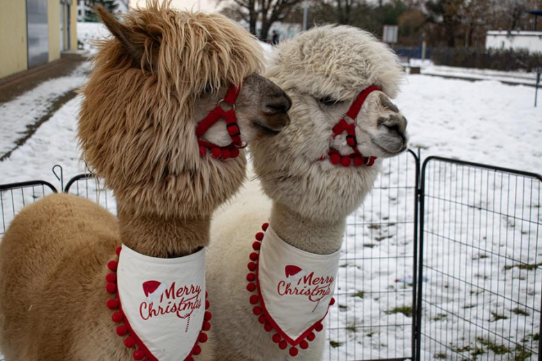 Kiermasz Bożonarodzeniowy w Miękini