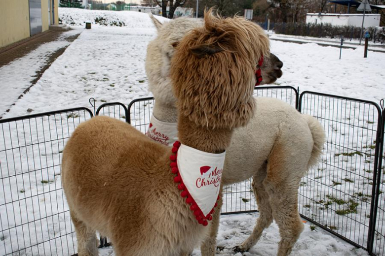 Kiermasz Bożonarodzeniowy w Miękini