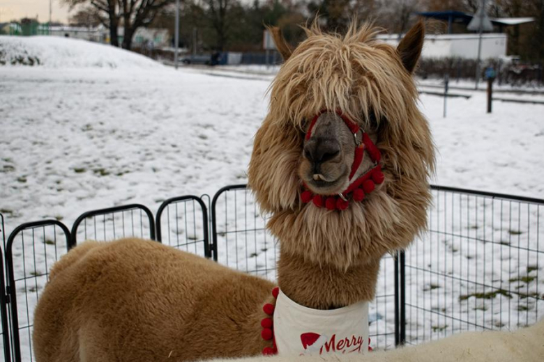 Kiermasz Bożonarodzeniowy w Miękini