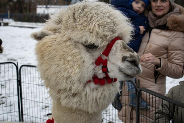 Kiermasz Bożonarodzeniowy w Miękini