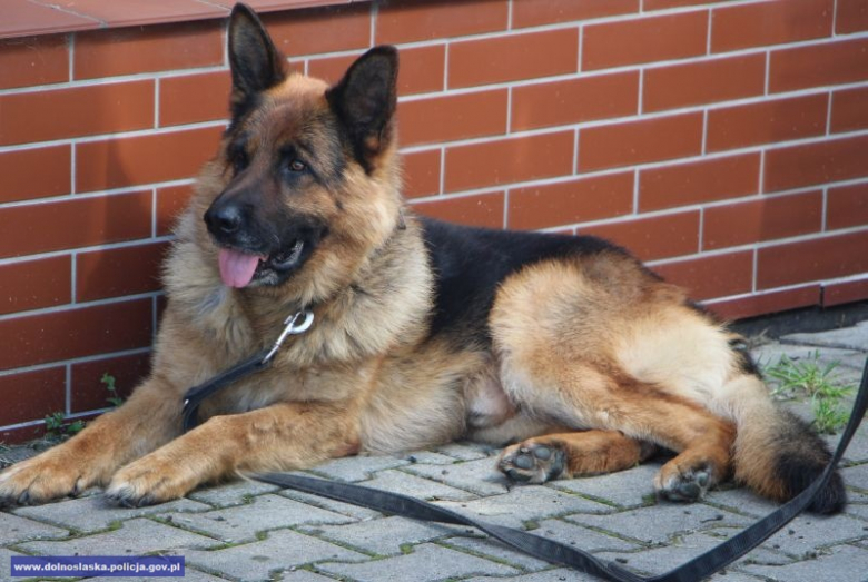 Wojewódzkie eliminacje