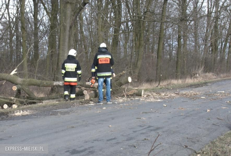 Powalone drzewo koło Karczyc