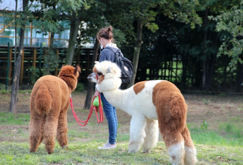 Żłobek "Wesołe Skrzaty" odwiedziły dwie sympatyczne alpaki