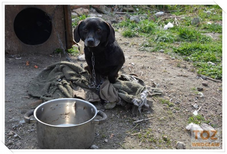 Kontrole i rekontrole wrocławskiego TOZ-u
