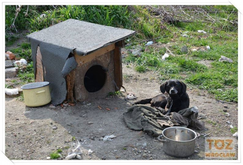 Kontrole i rekontrole wrocławskiego TOZ-u