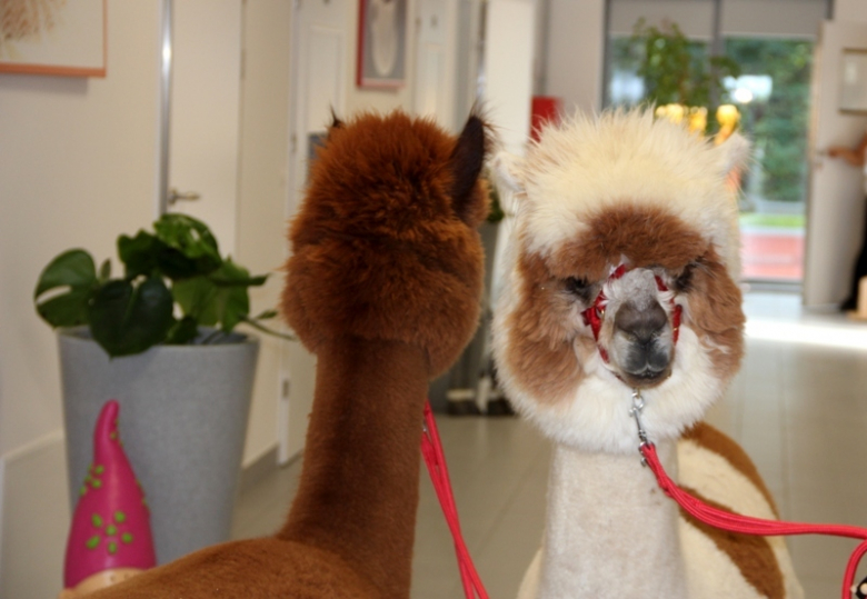 Żłobek "Wesołe Skrzaty" odwiedziły dwie sympatyczne alpaki