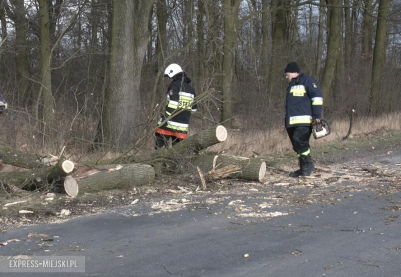 Powalone drzewo koło Karczyc