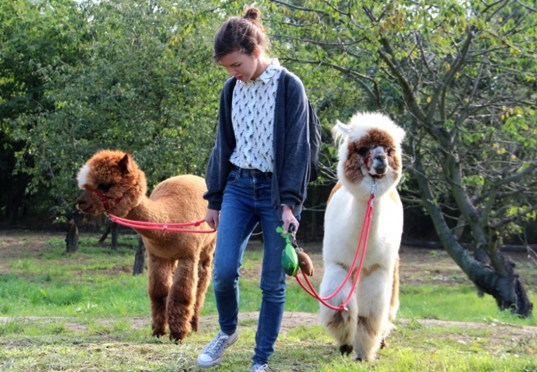 Żłobek "Wesołe Skrzaty" odwiedziły dwie sympatyczne alpaki
