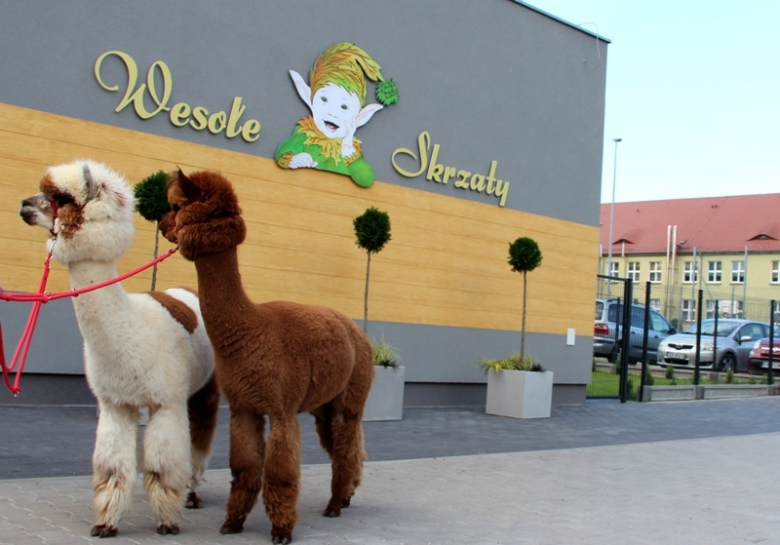 Żłobek "Wesołe Skrzaty" odwiedziły dwie sympatyczne alpaki