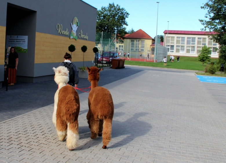 Żłobek "Wesołe Skrzaty" odwiedziły dwie sympatyczne alpaki