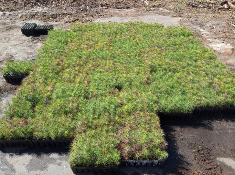 Sadzenie lasu we Wróblowicach