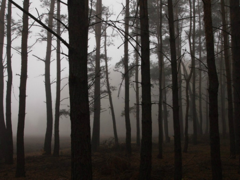 Mgła w lesie