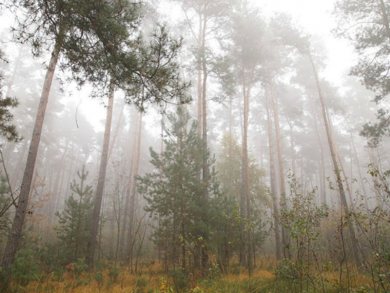 Mgła w lesie