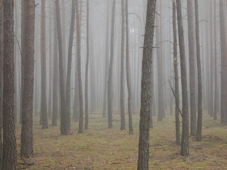 Mgła w lesie