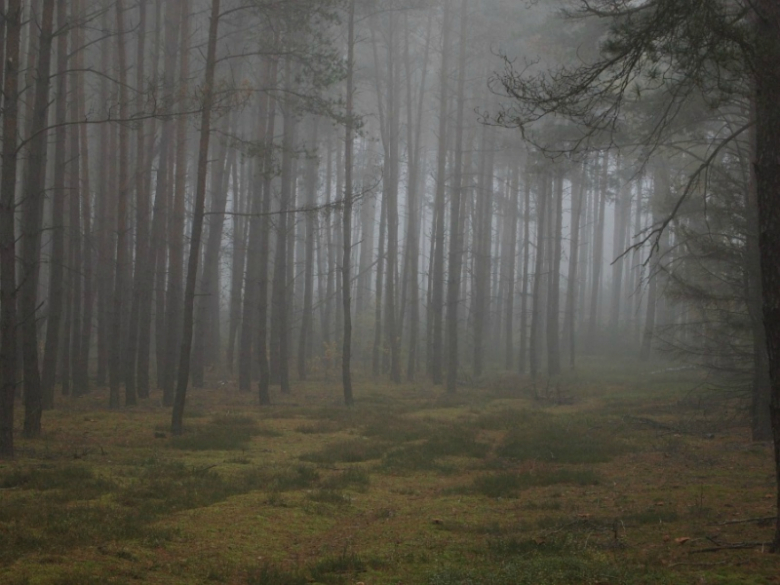 Mgła w lesie