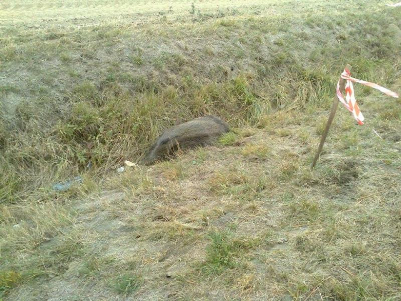 Dzik, z którym zderzyło się auto