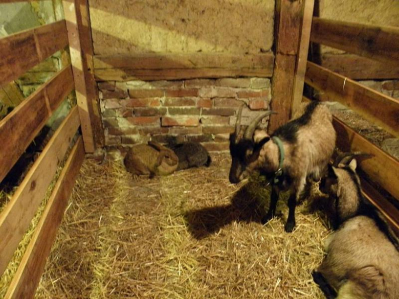 Kolędowanie w Miękini