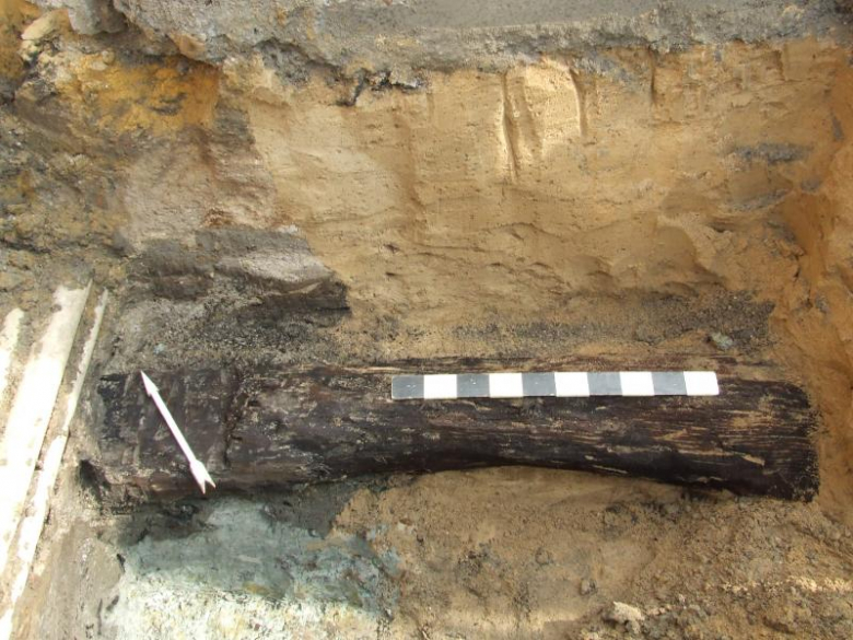 Fragment drzewa wykopano na Świdnickiej