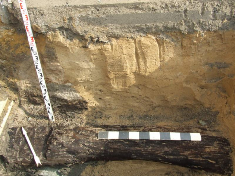 Fragment drzewa wykopano na Świdnickiej