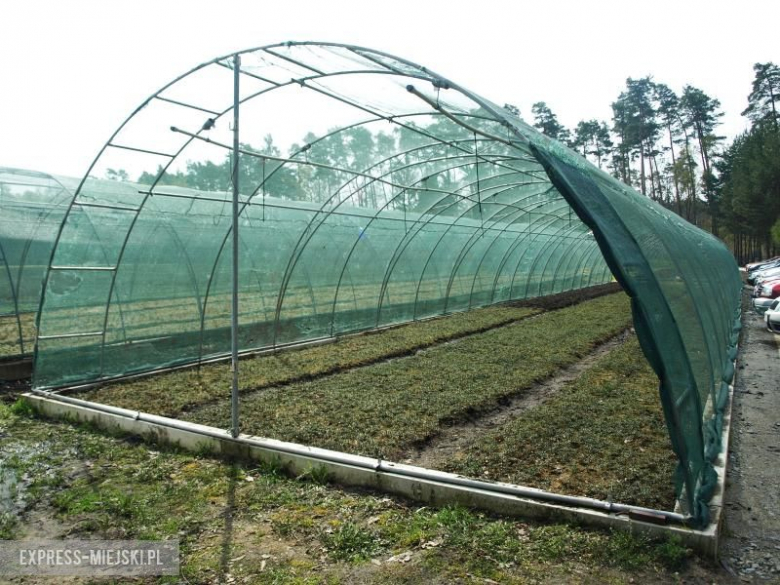 Święto Lasu w Mrozowie